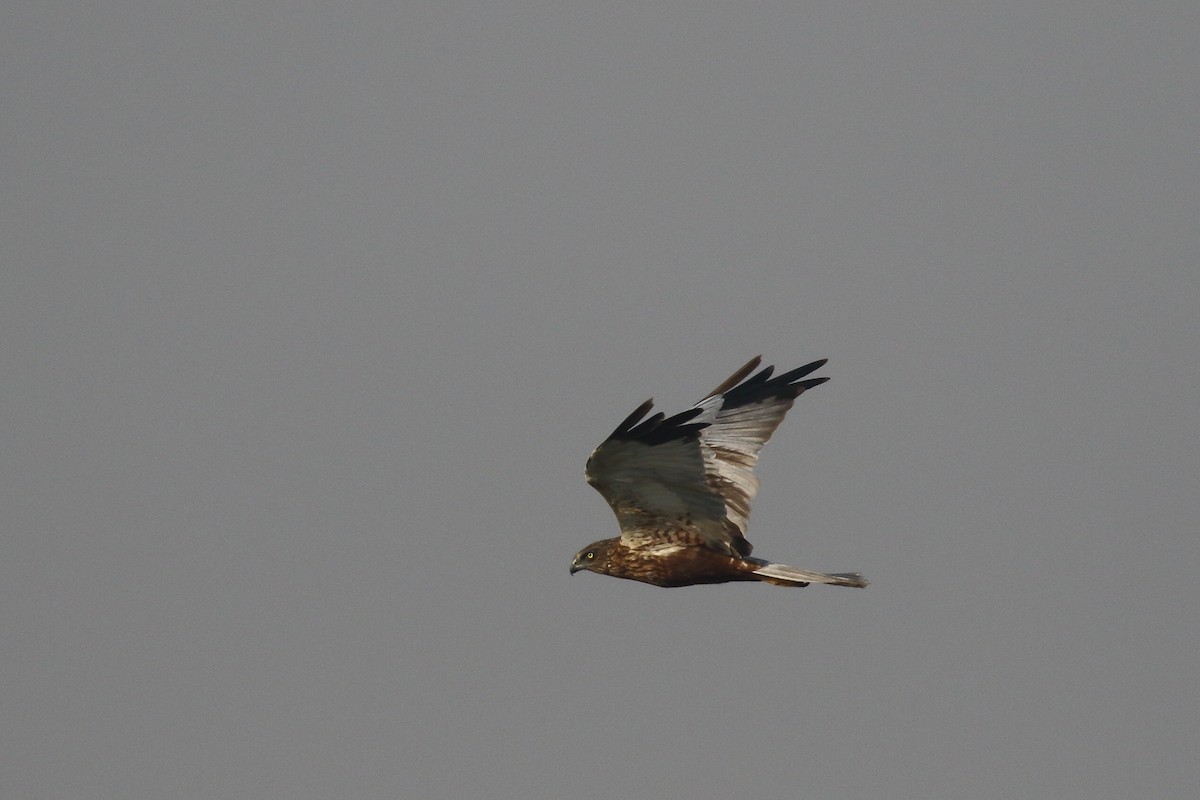 Western Marsh Harrier - ML647134374