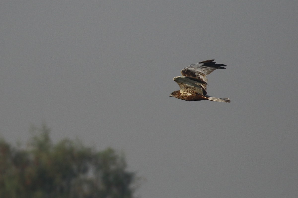 Western Marsh Harrier - ML647134375