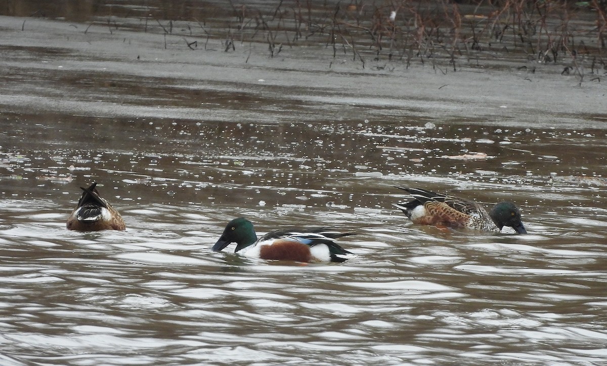 Халбага нугас - ML647134377