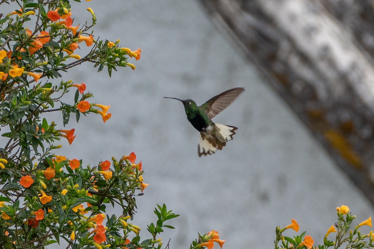 kolibřík aksamitový - ML647134382