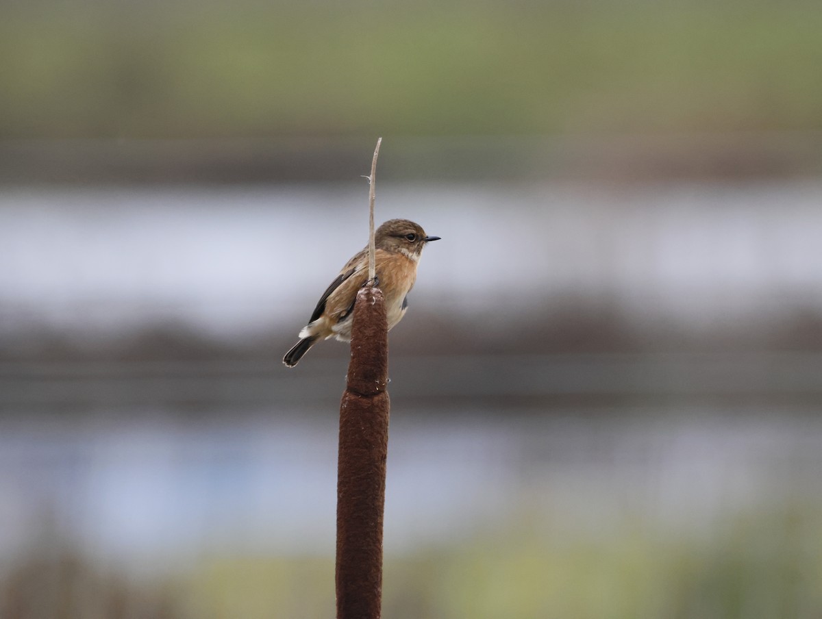 European Stonechat - ML647134384