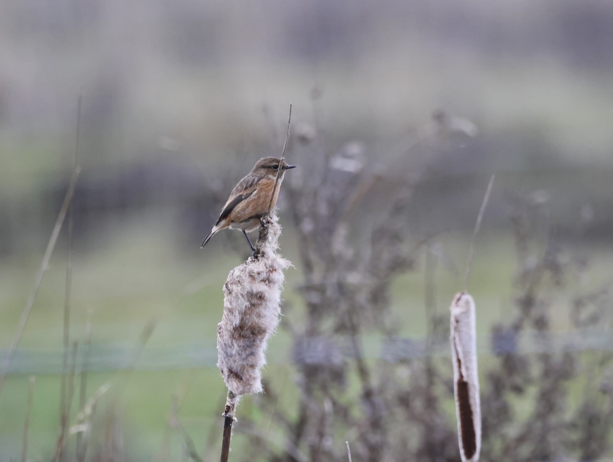 European Stonechat - ML647134385