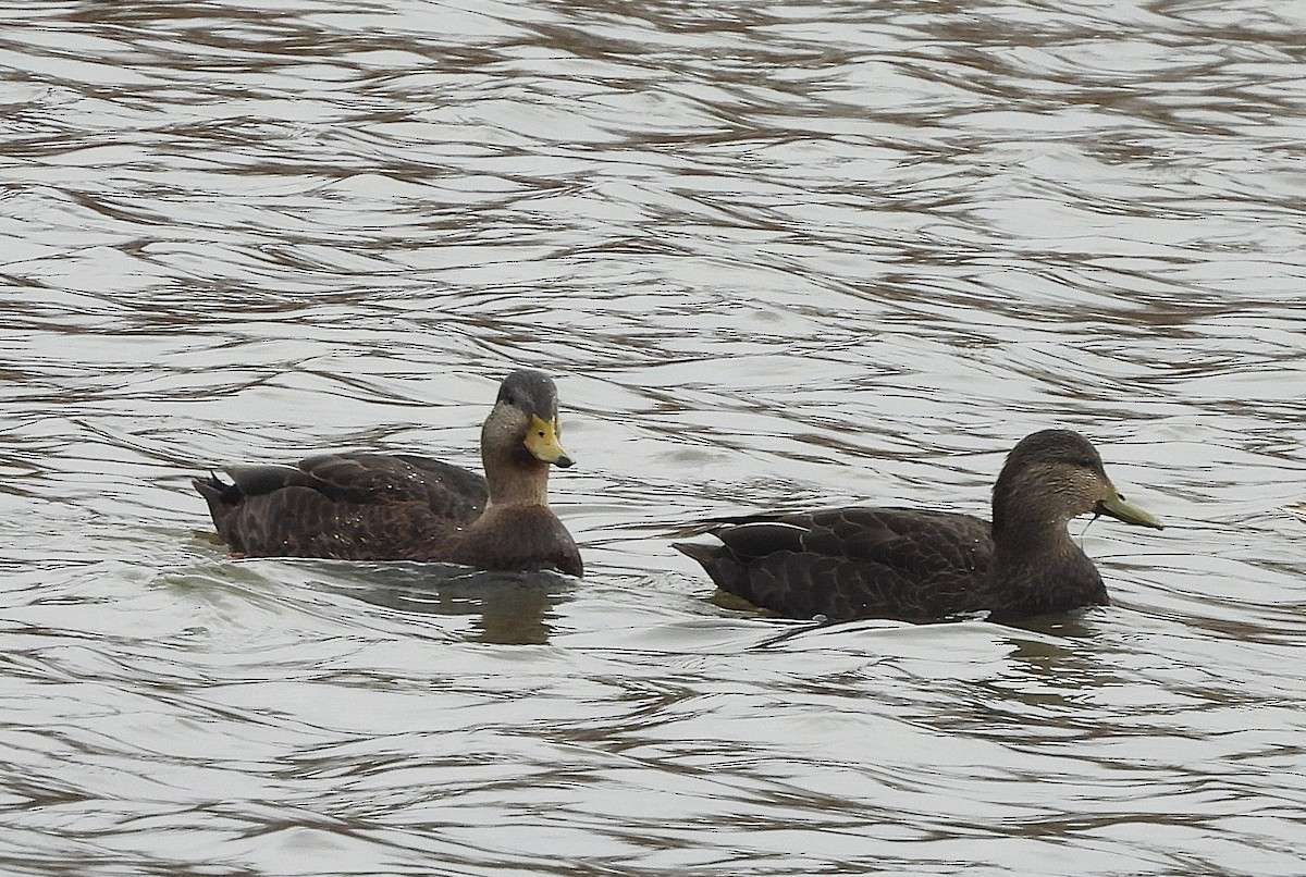 American Black Duck - ML647134400