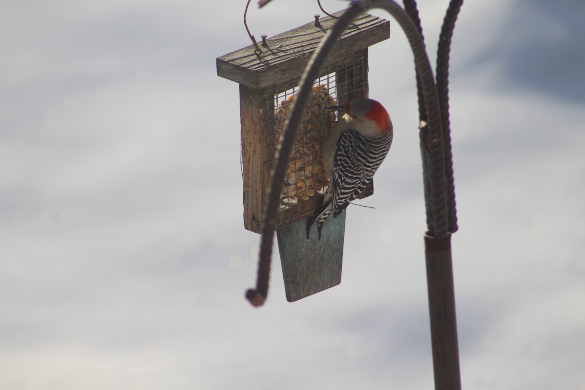 Red-bellied Woodpecker - ML647134403
