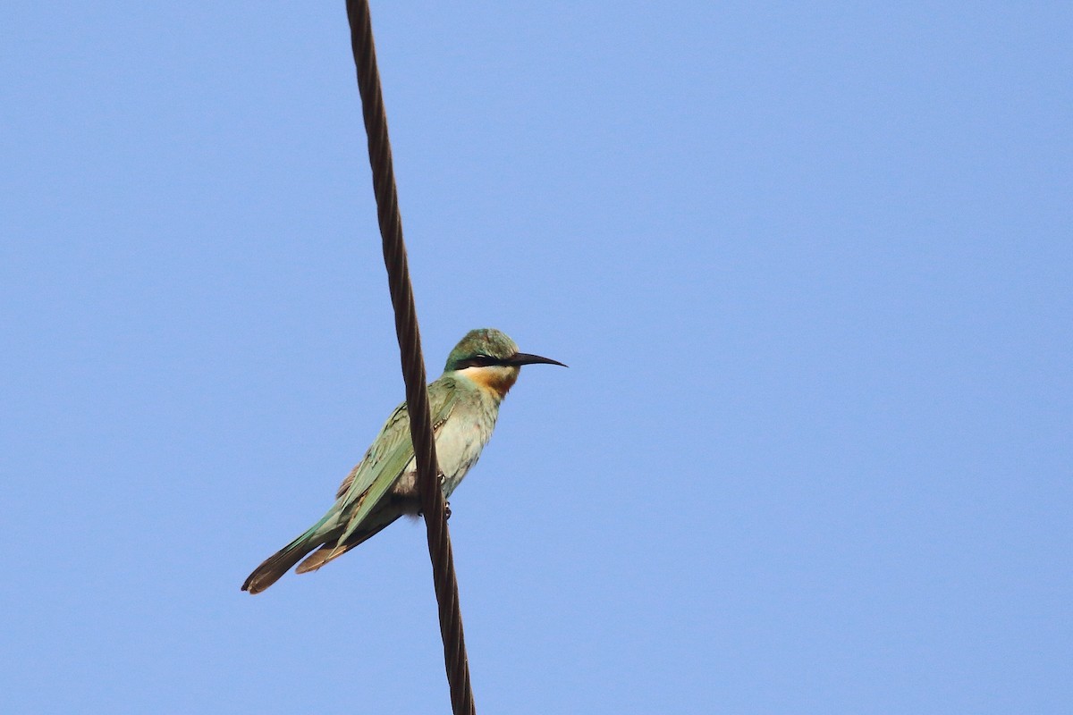 שרקרק ירוק - ML647134404