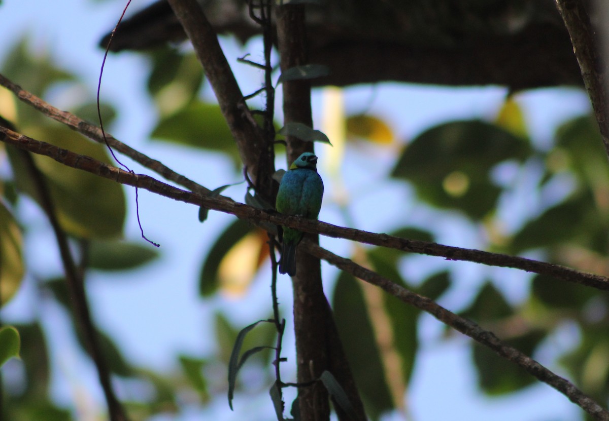 Green-headed Tanager - ML647134417