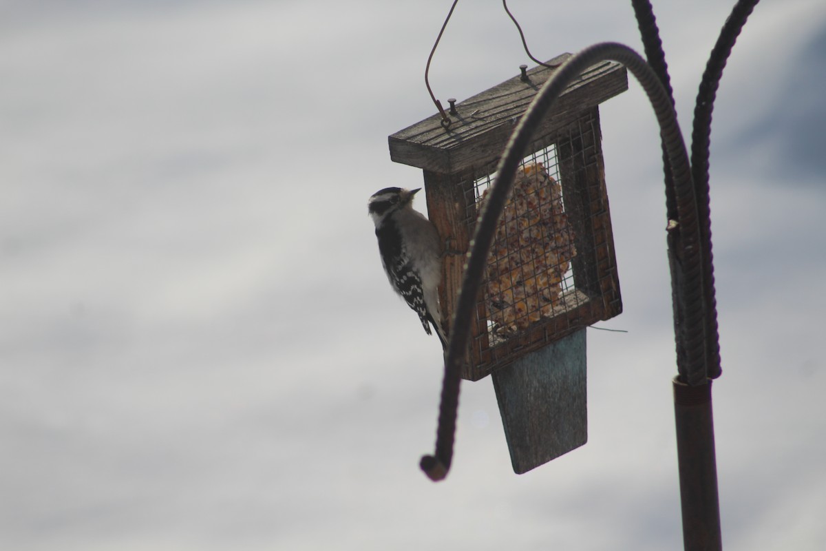 Downy Woodpecker - ML647134419