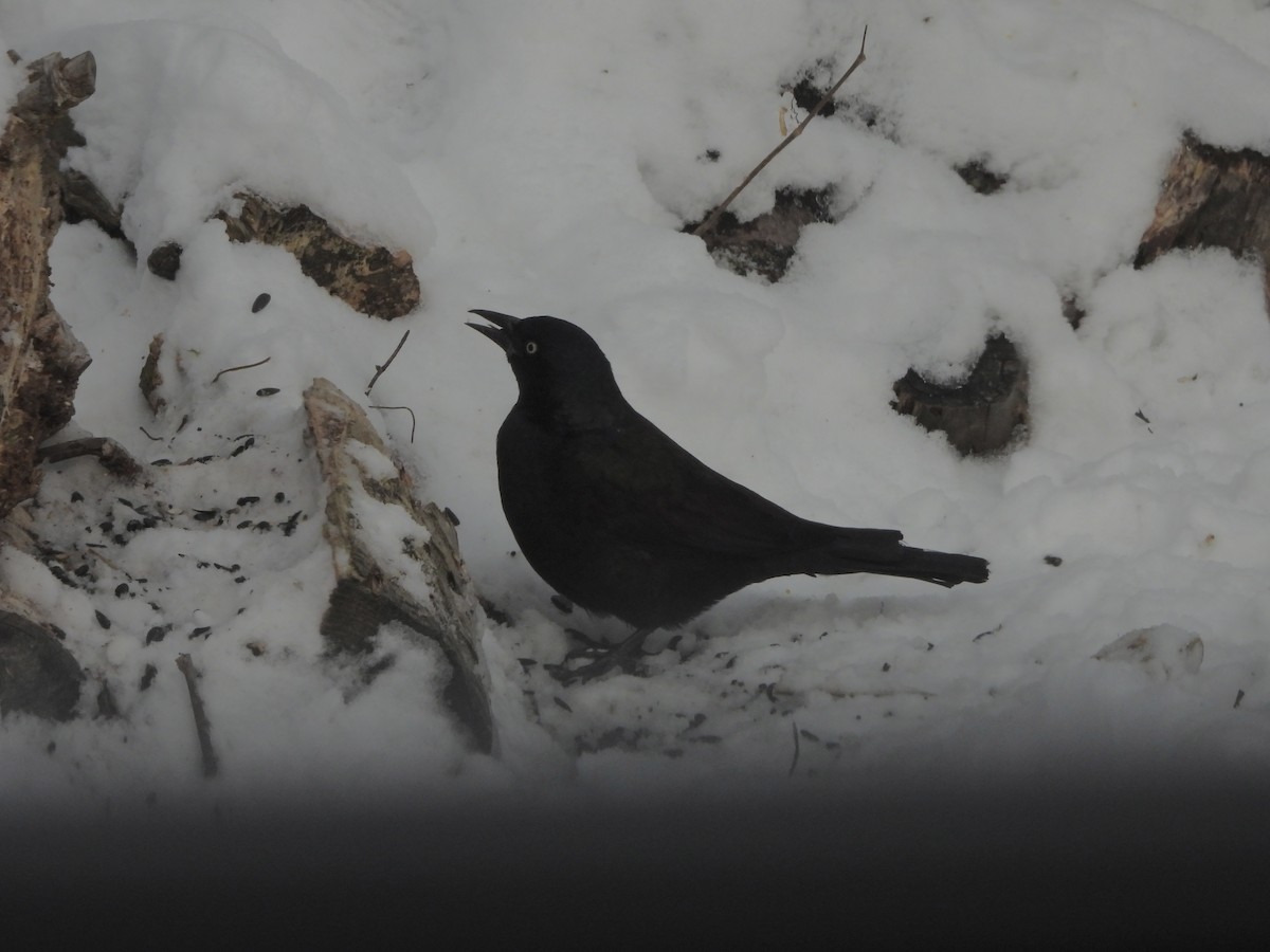 Quiscale bronzé - ML647134422