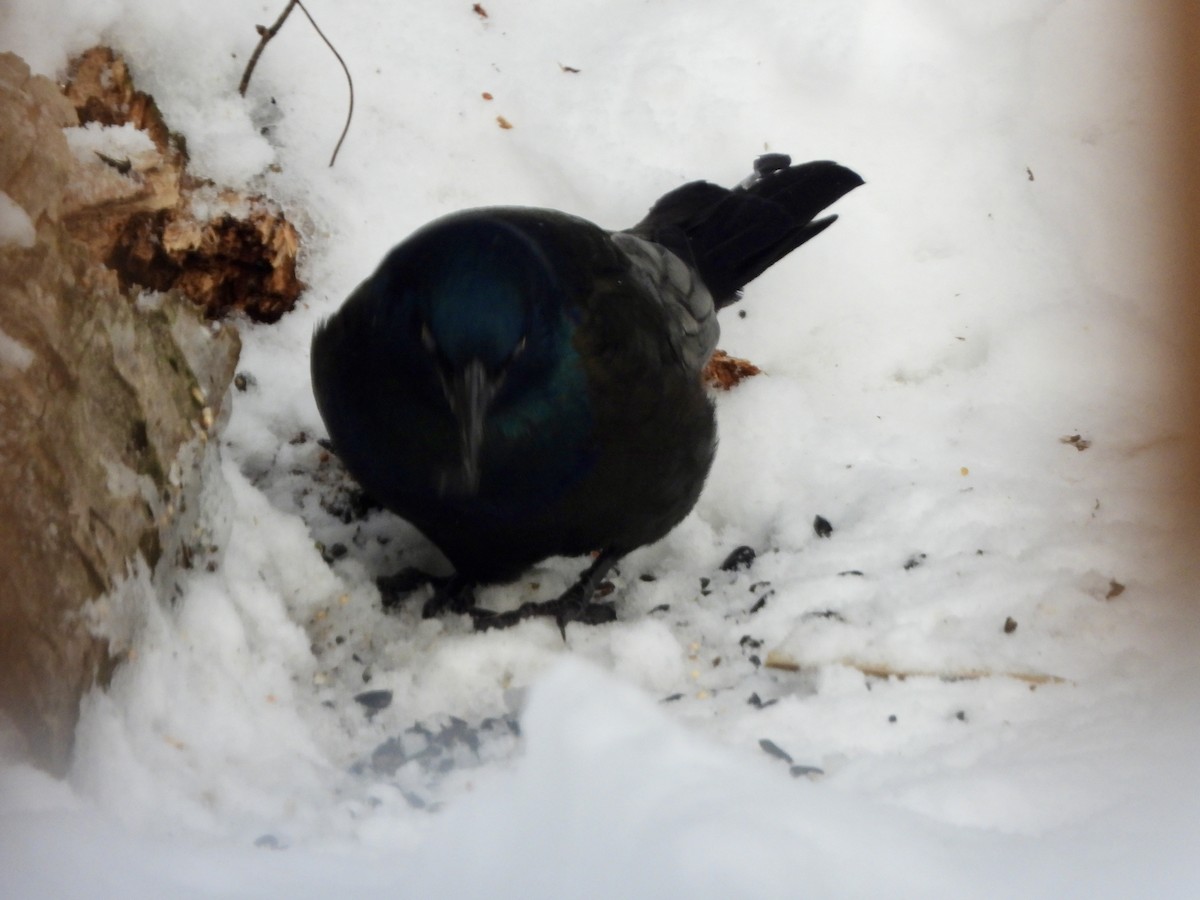 オオクロムクドリモドキ - ML647134423