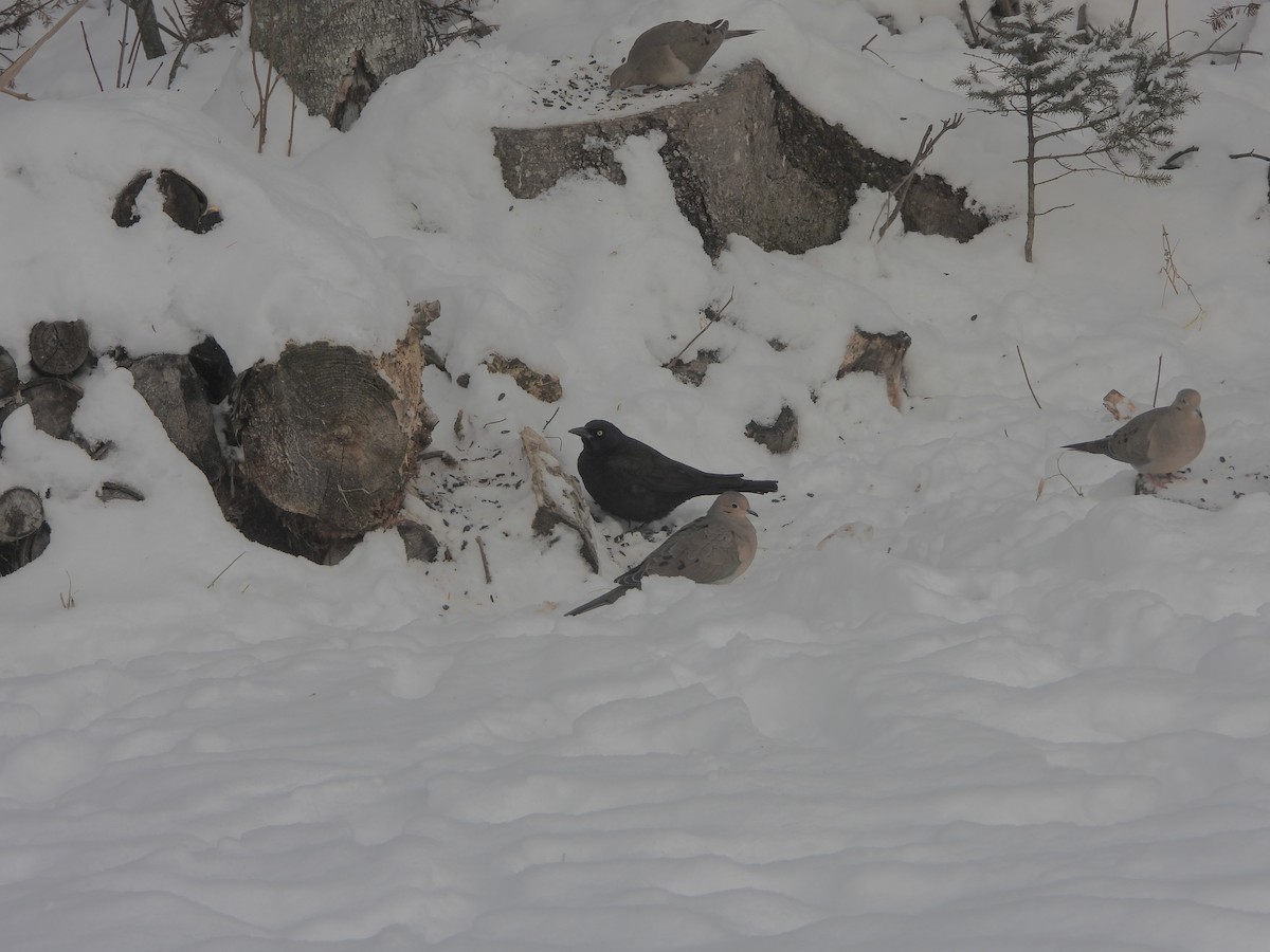 Quiscale bronzé - ML647134424