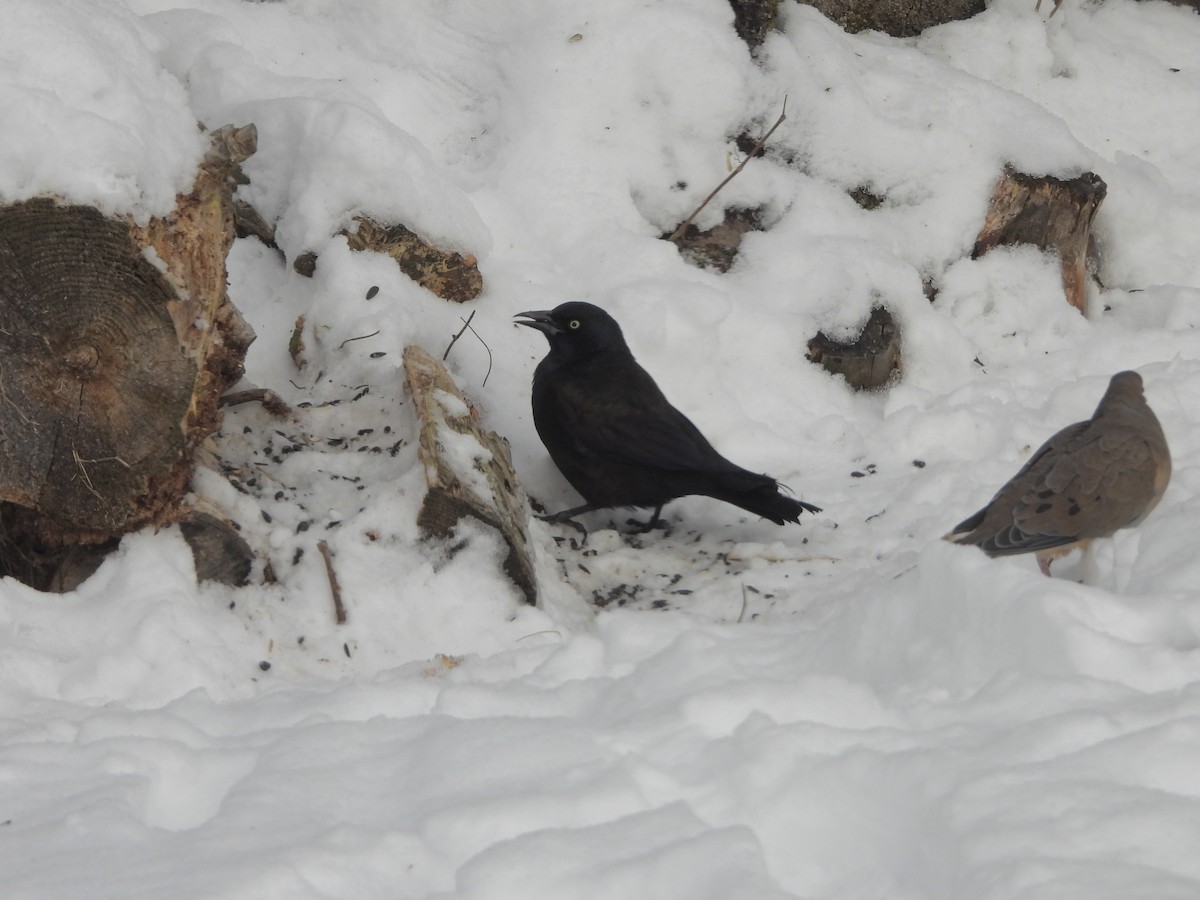 オオクロムクドリモドキ - ML647134425