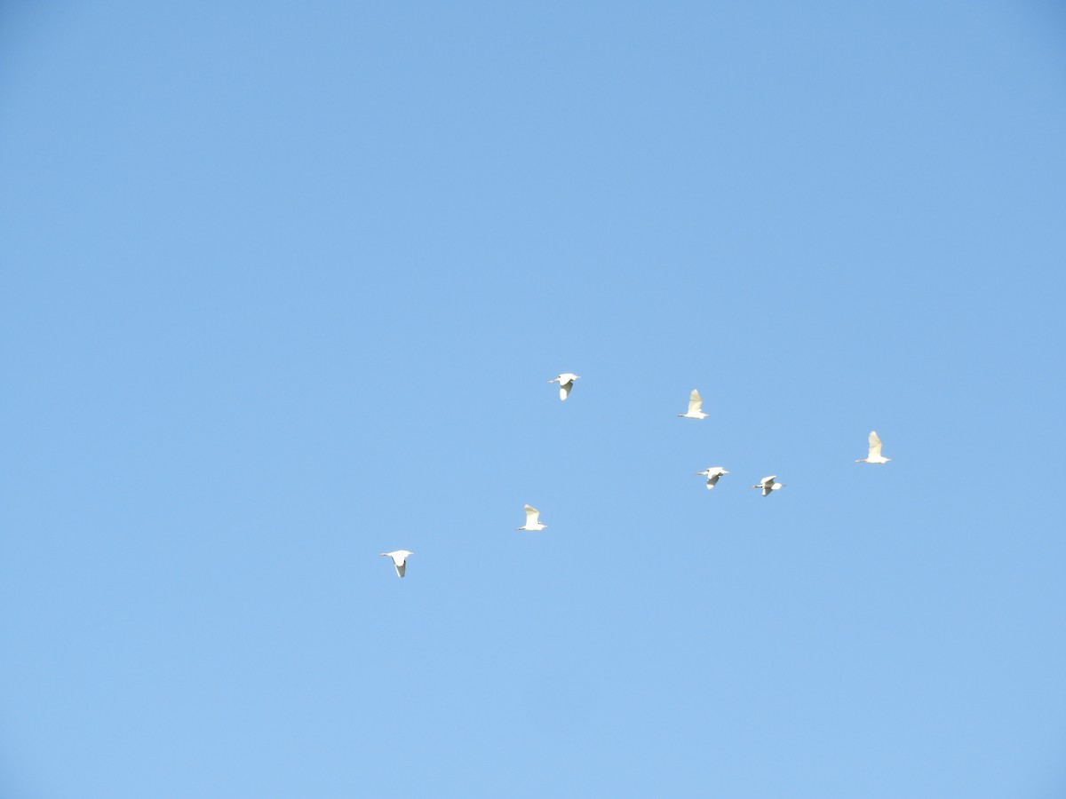 ダイサギ - ML647134426