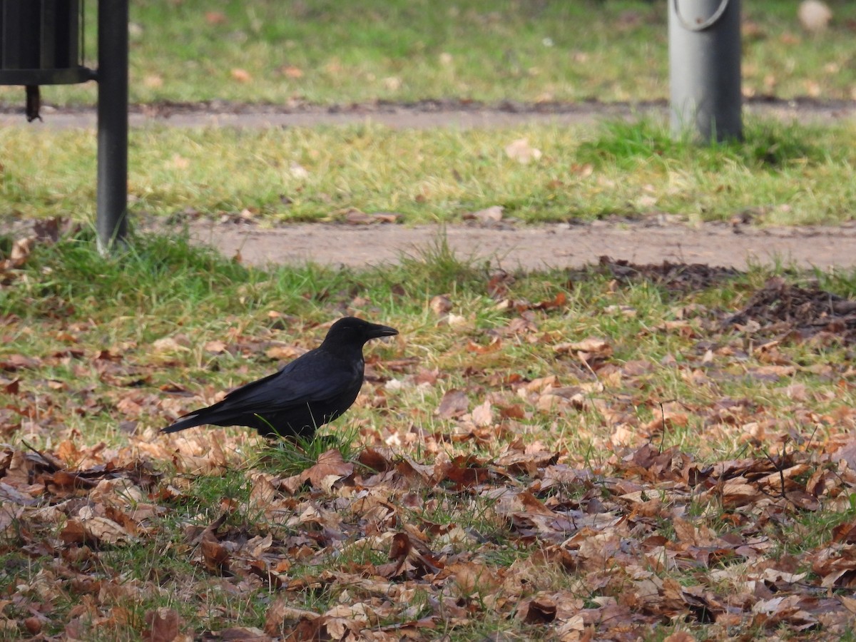 雑種 ハシボソガラス ｘ ズキンガラス - ML647134429