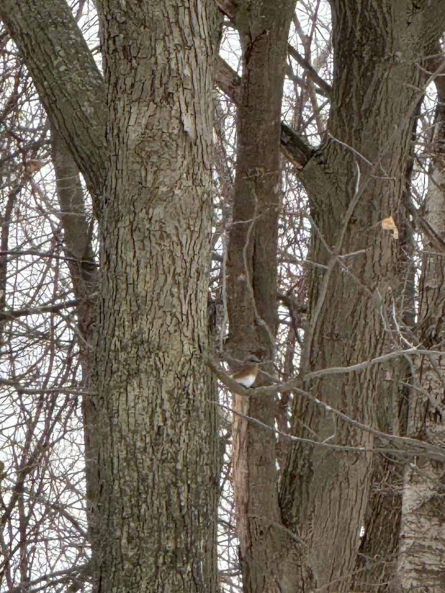 ルリツグミ - ML647134430