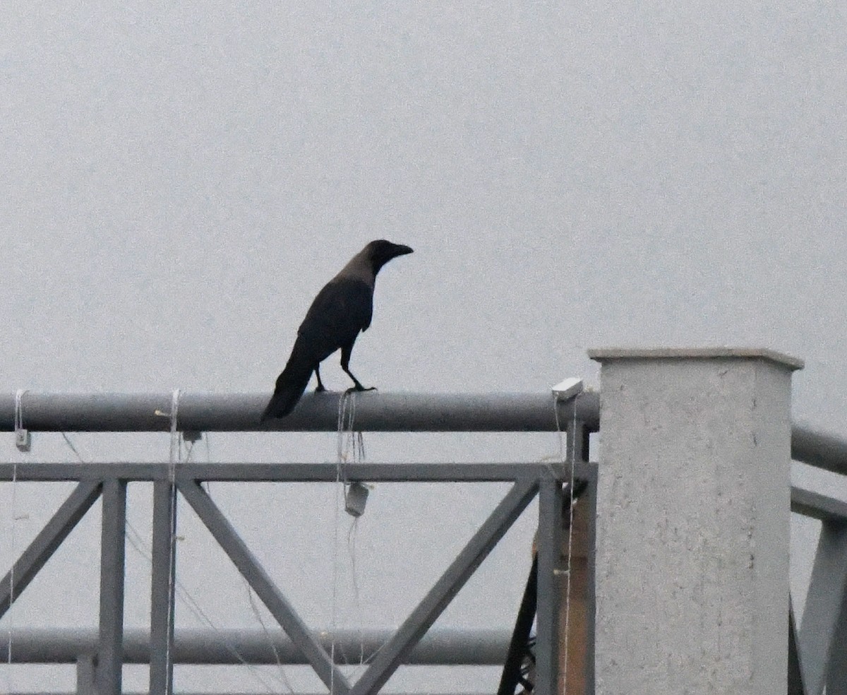 イエガラス - ML647134431