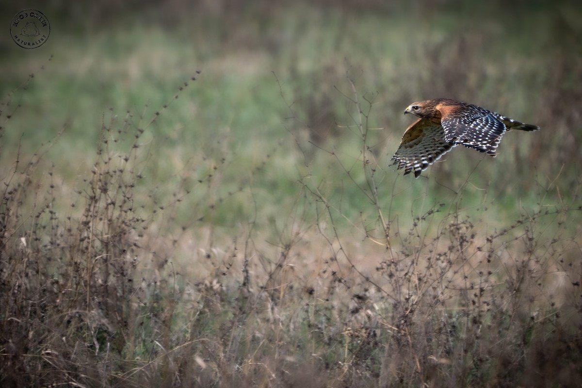 カタアカノスリ - ML647134432