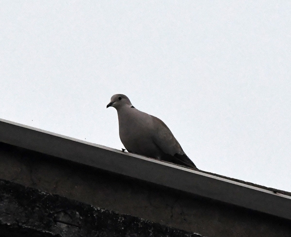 シラコバト - ML647134435