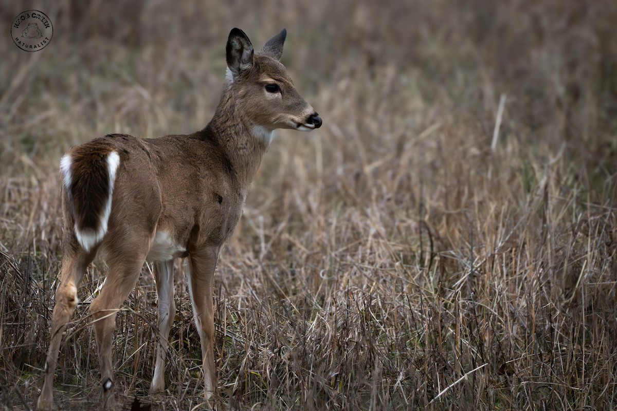 White-tailed Deer - ML647134436