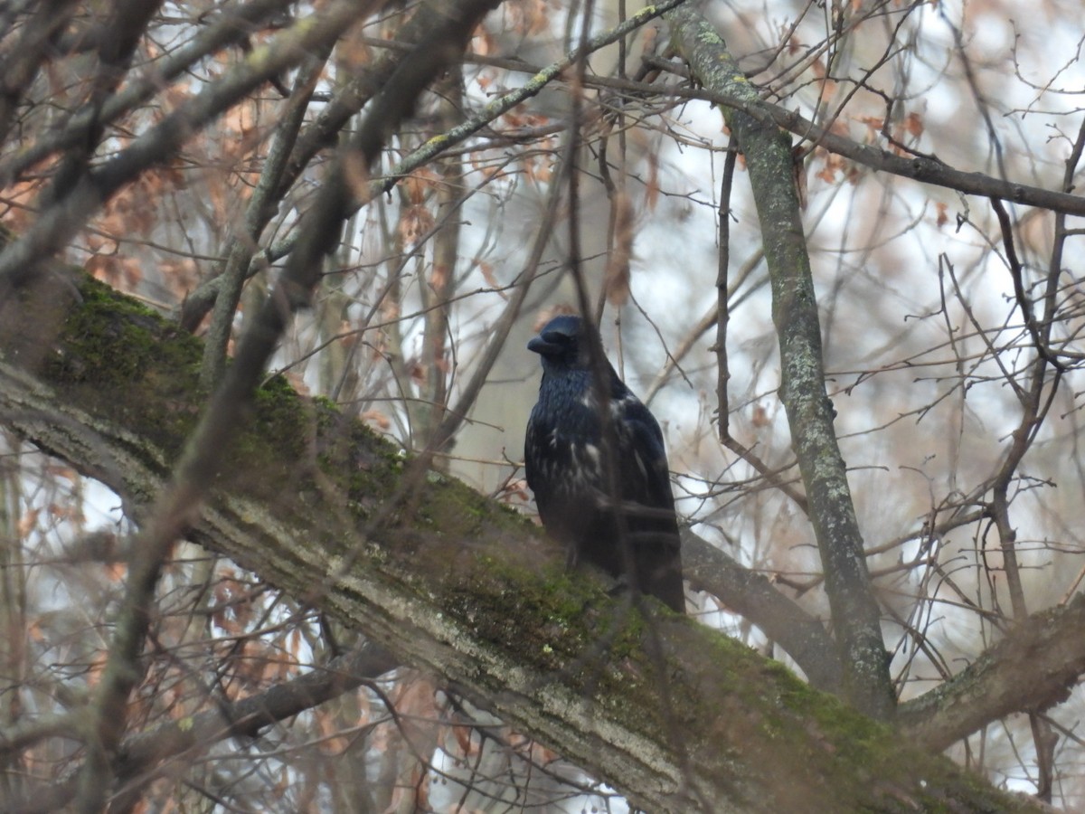 雑種 ハシボソガラス ｘ ズキンガラス - ML647134437