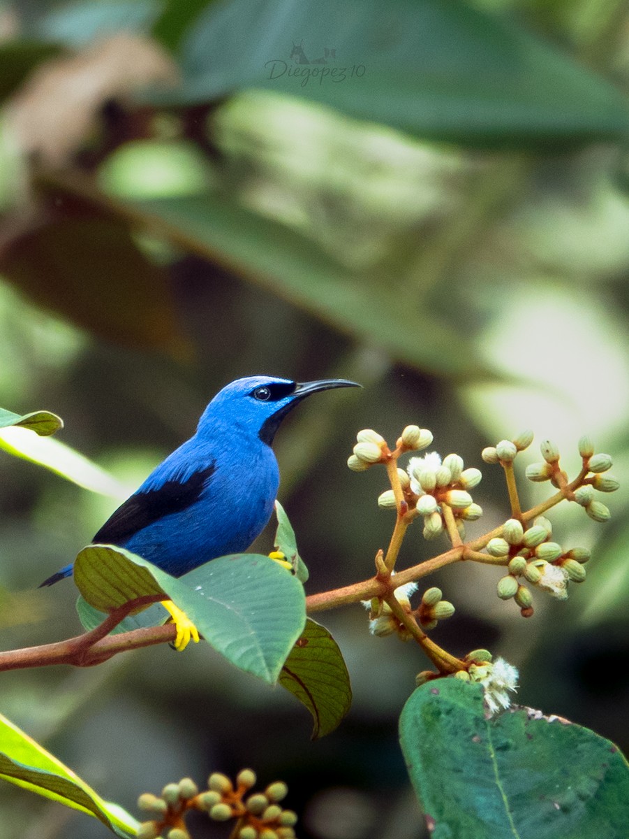 ムラサキミツドリ - ML647134438