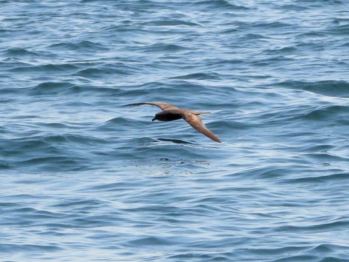 アラビアアナドリ - ML647134442