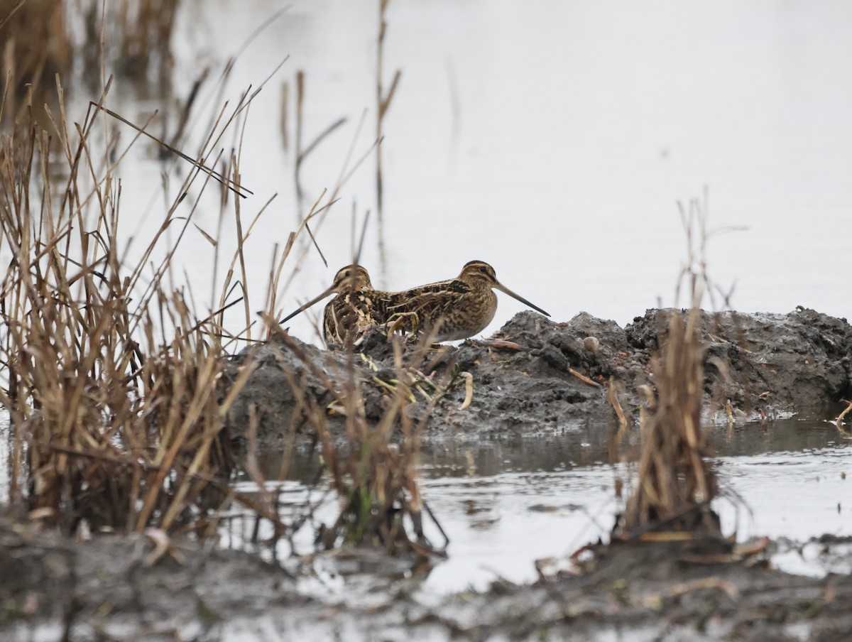 タシギ - ML647134443
