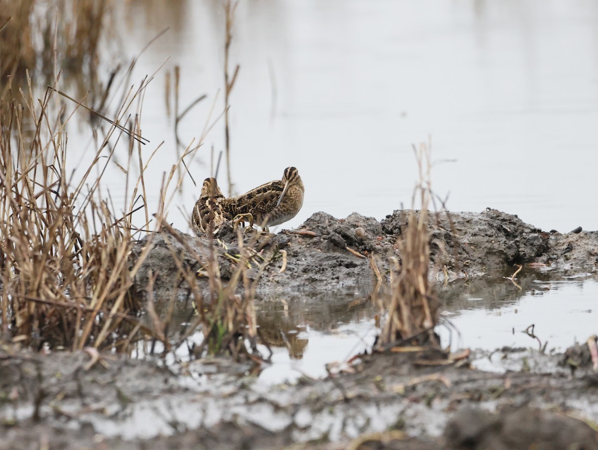 タシギ - ML647134447