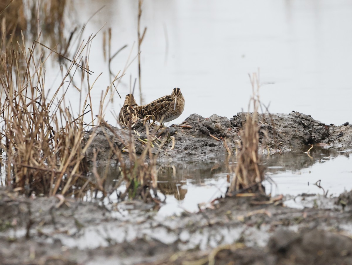 タシギ - ML647134448