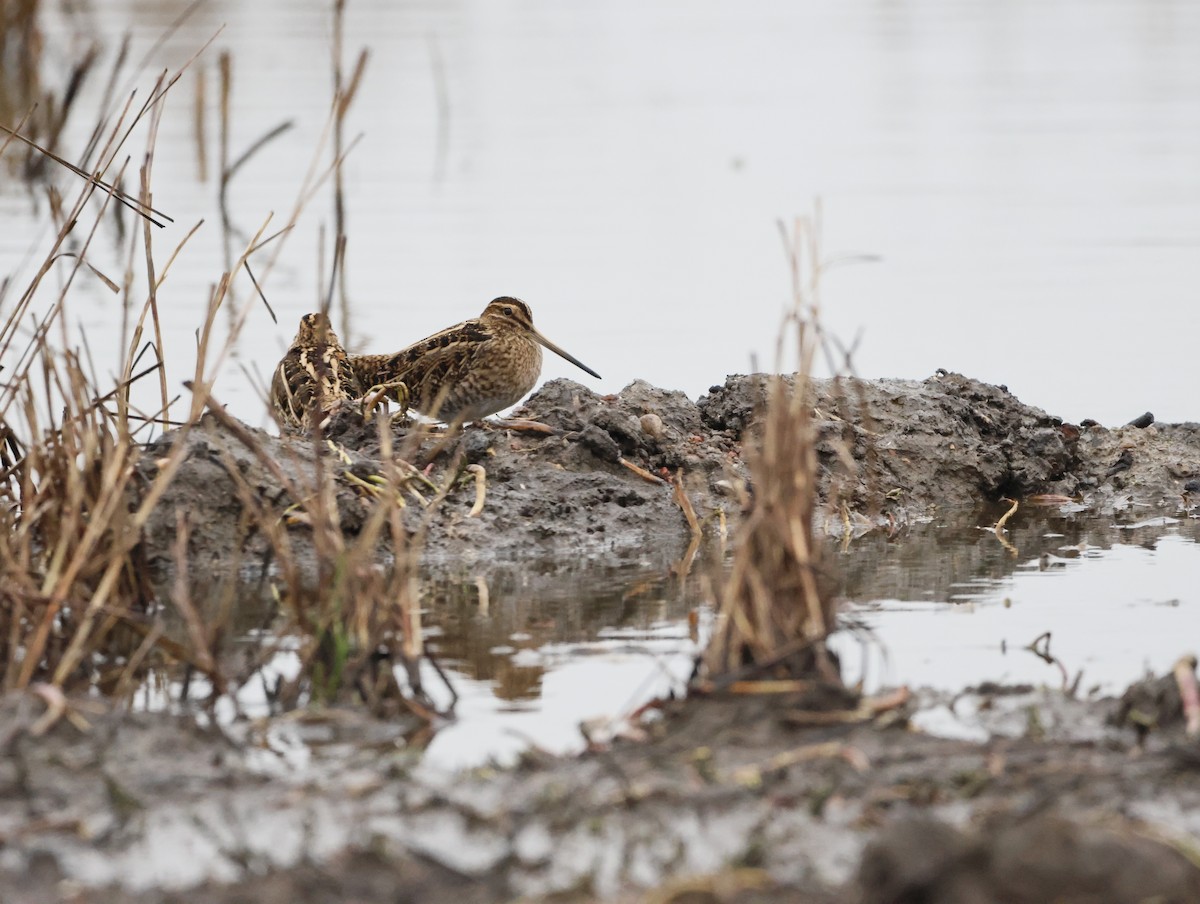 タシギ - ML647134449