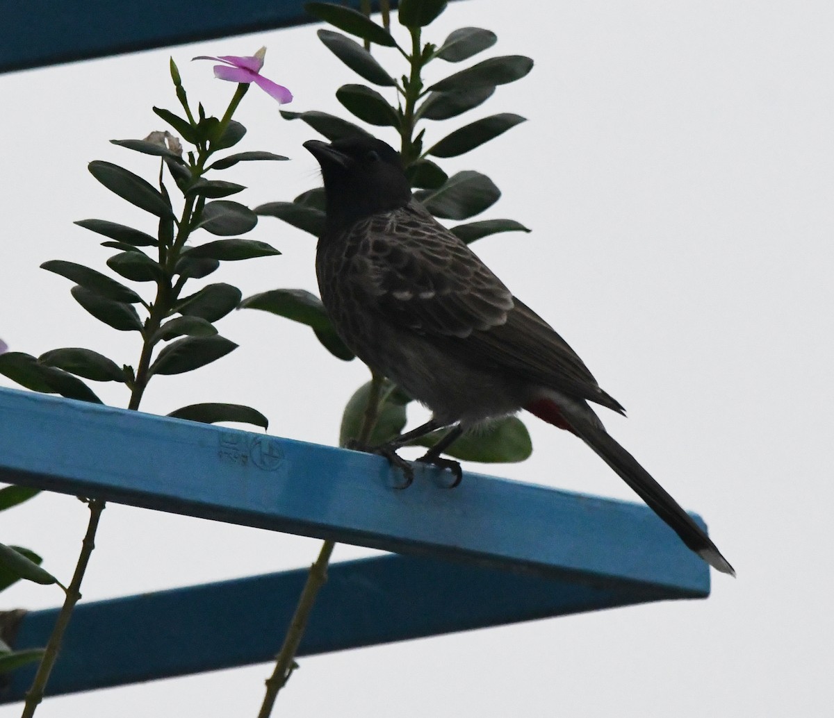 シリアカヒヨドリ - ML647134451