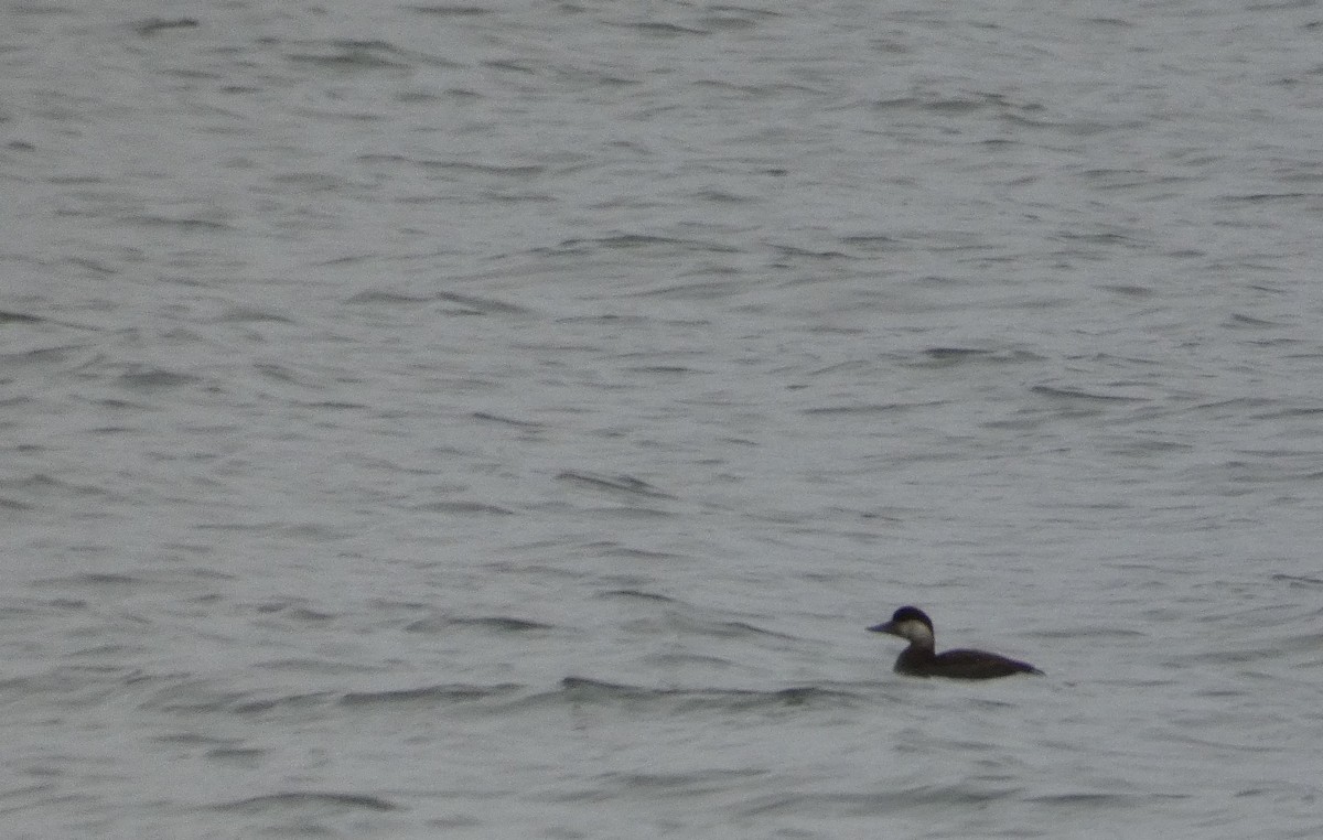 ヨーロッパクロガモ - ML647134453