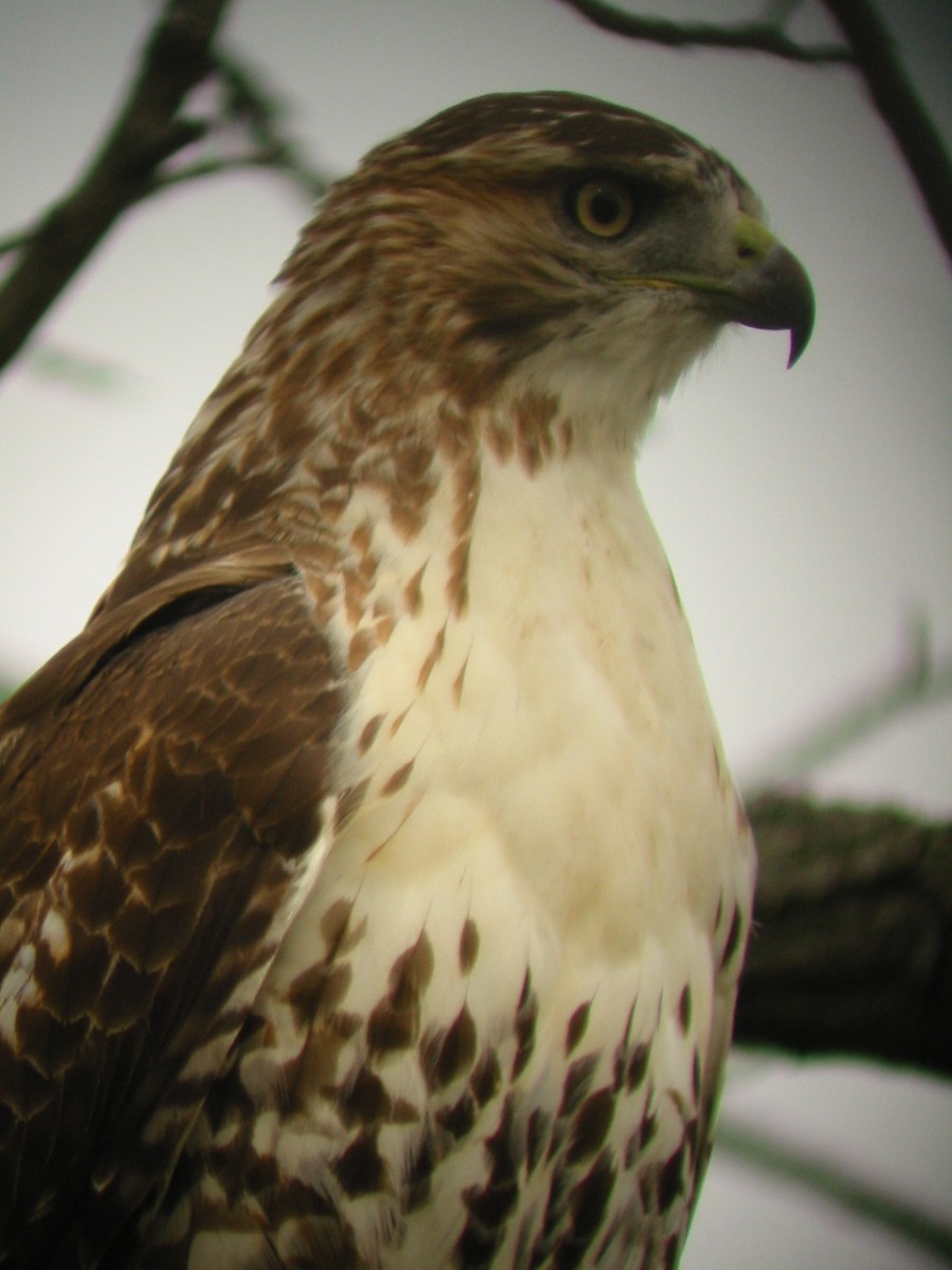 アカオノスリ - ML647134455