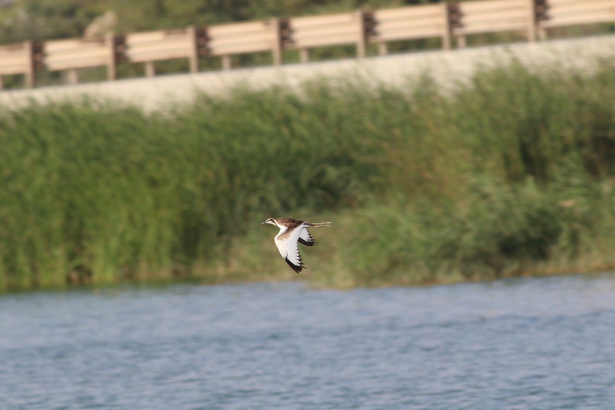 レンカク - ML647134456