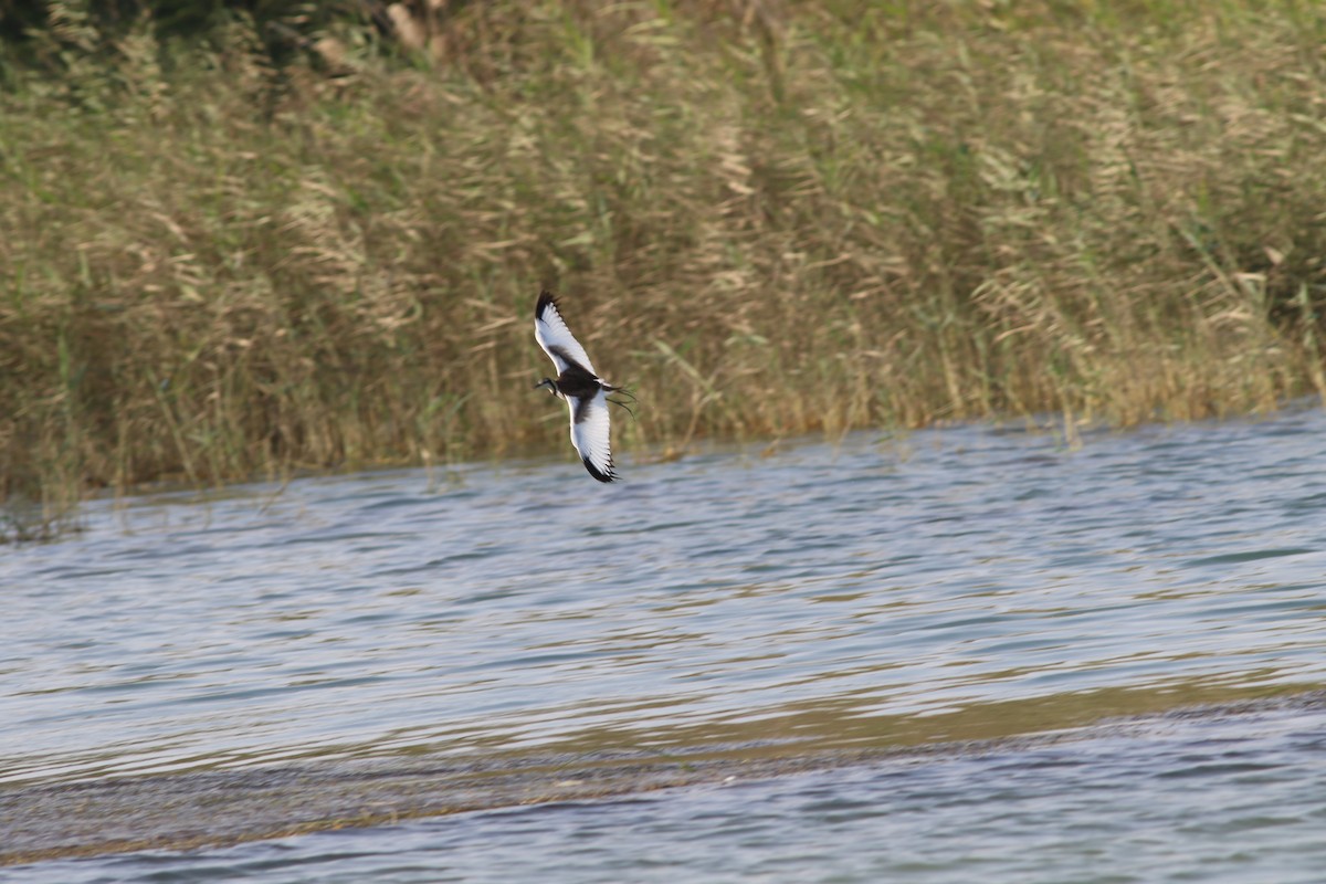 レンカク - ML647134457