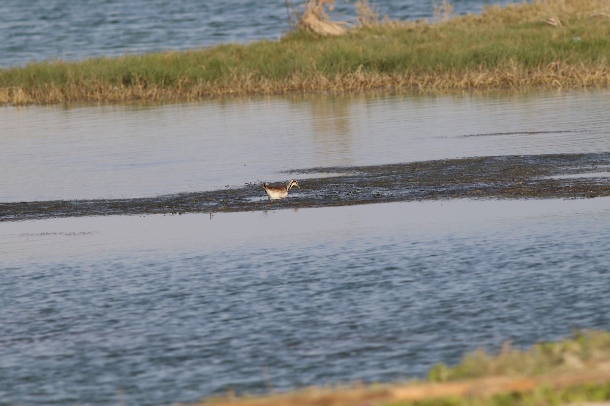 レンカク - ML647134458