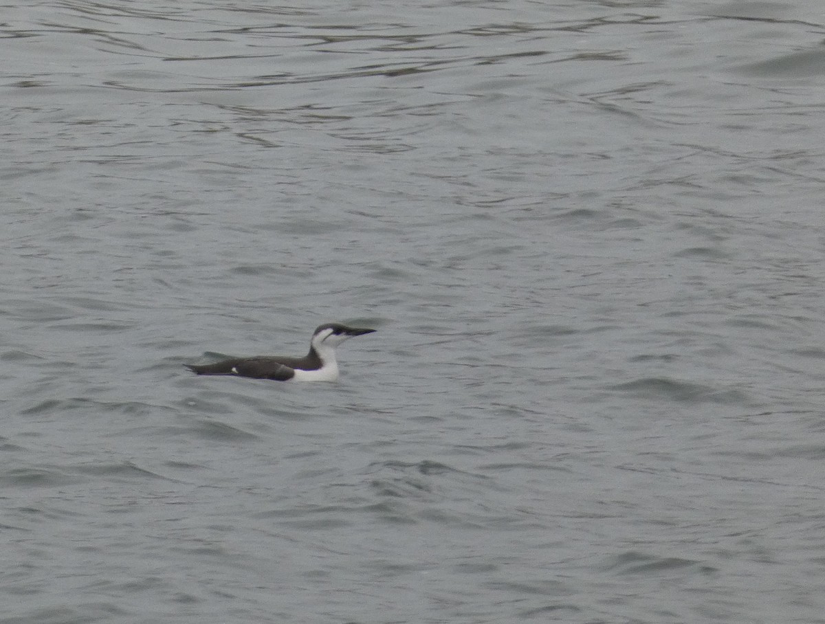 ウミガラス - ML647134459