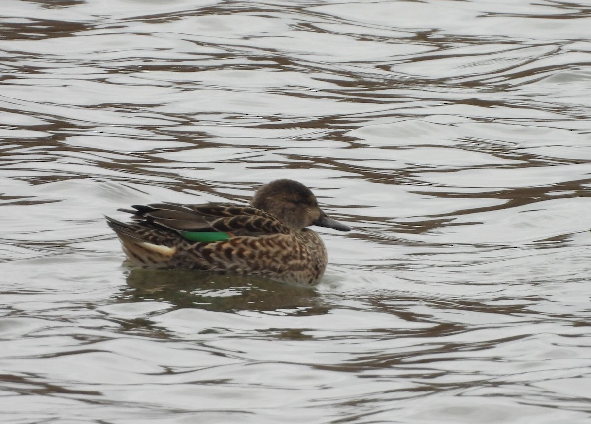 コガモ（亜種 アメリカコガモ） - ML647134461