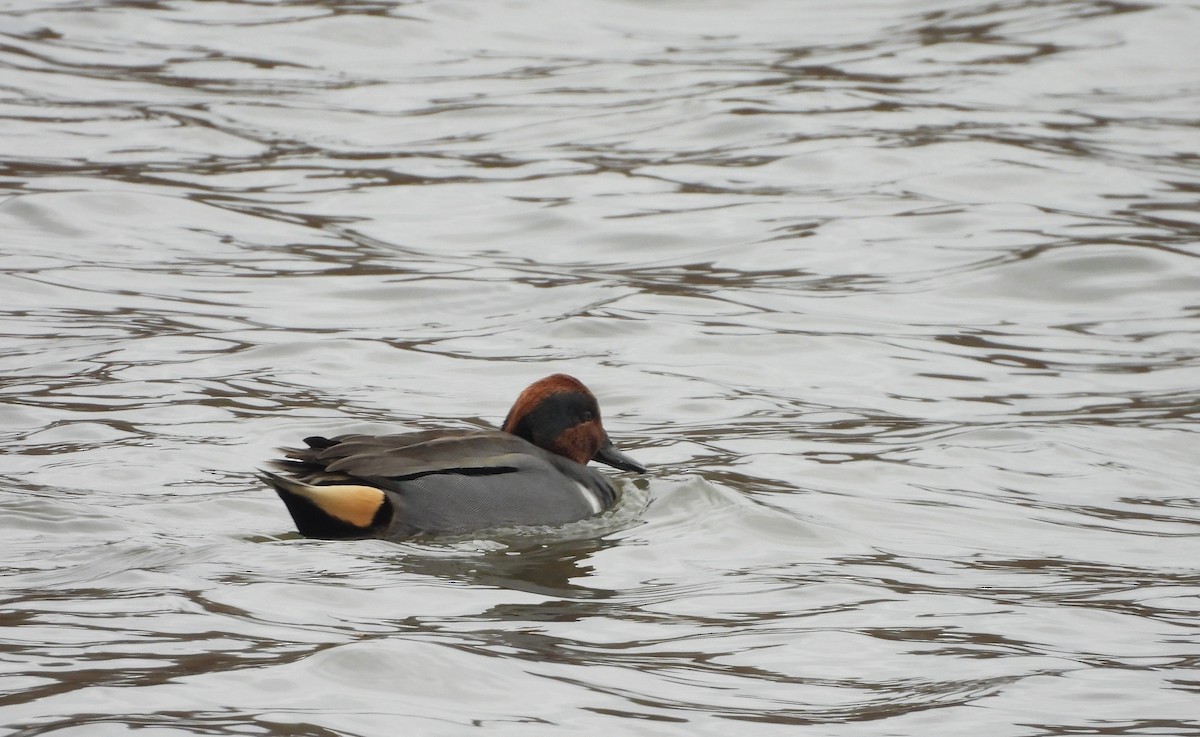 コガモ（亜種 アメリカコガモ） - ML647134462