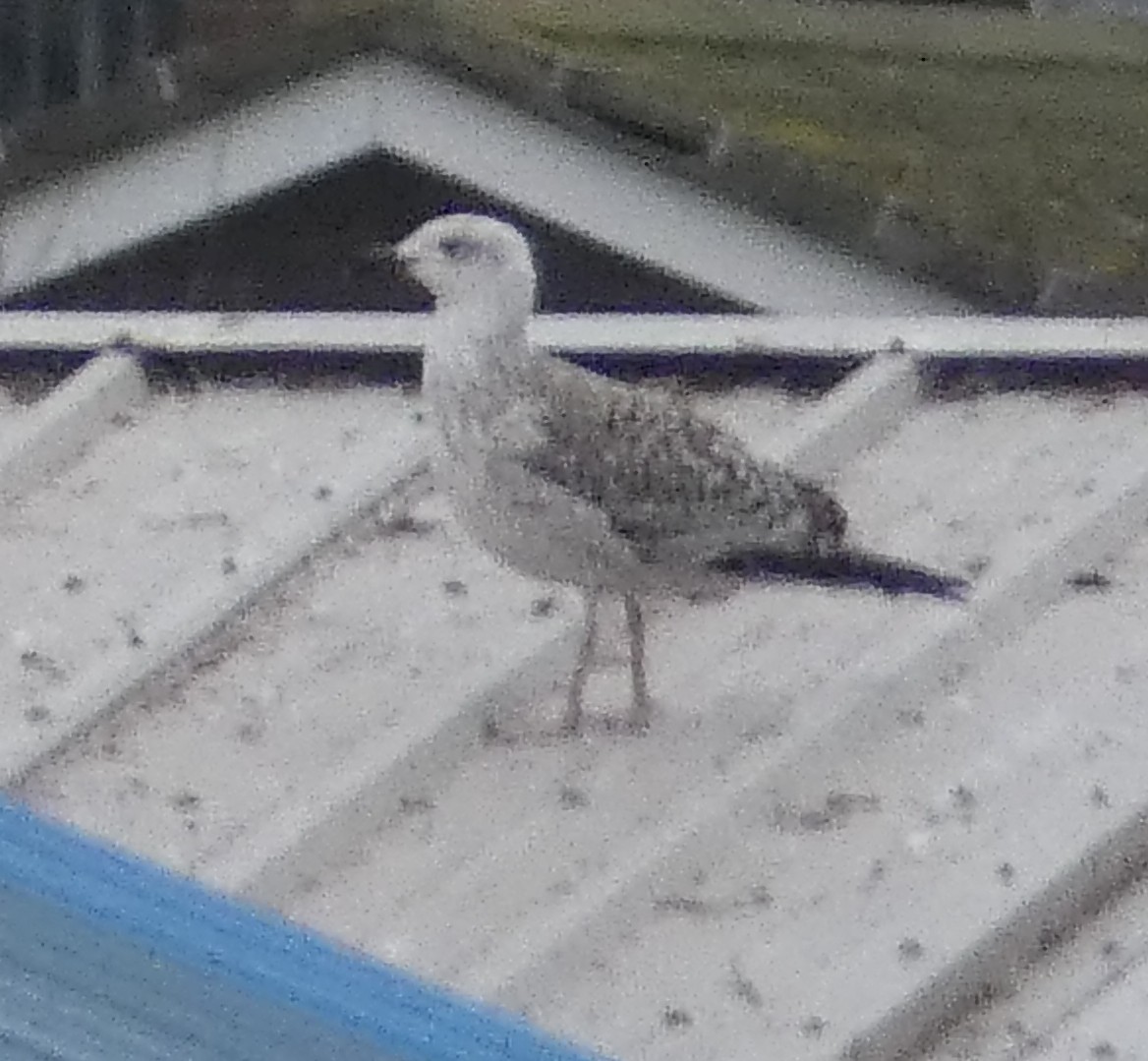 Caspian Gull - ML647134463