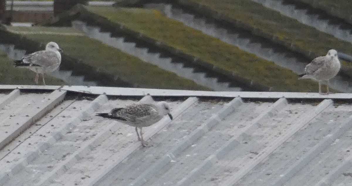 Caspian Gull - ML647134464