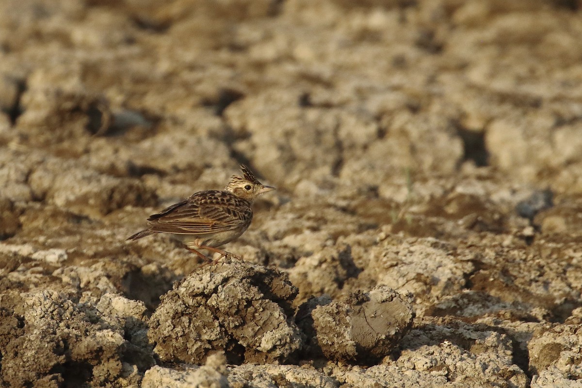 Oriental Skylark - ML647134465