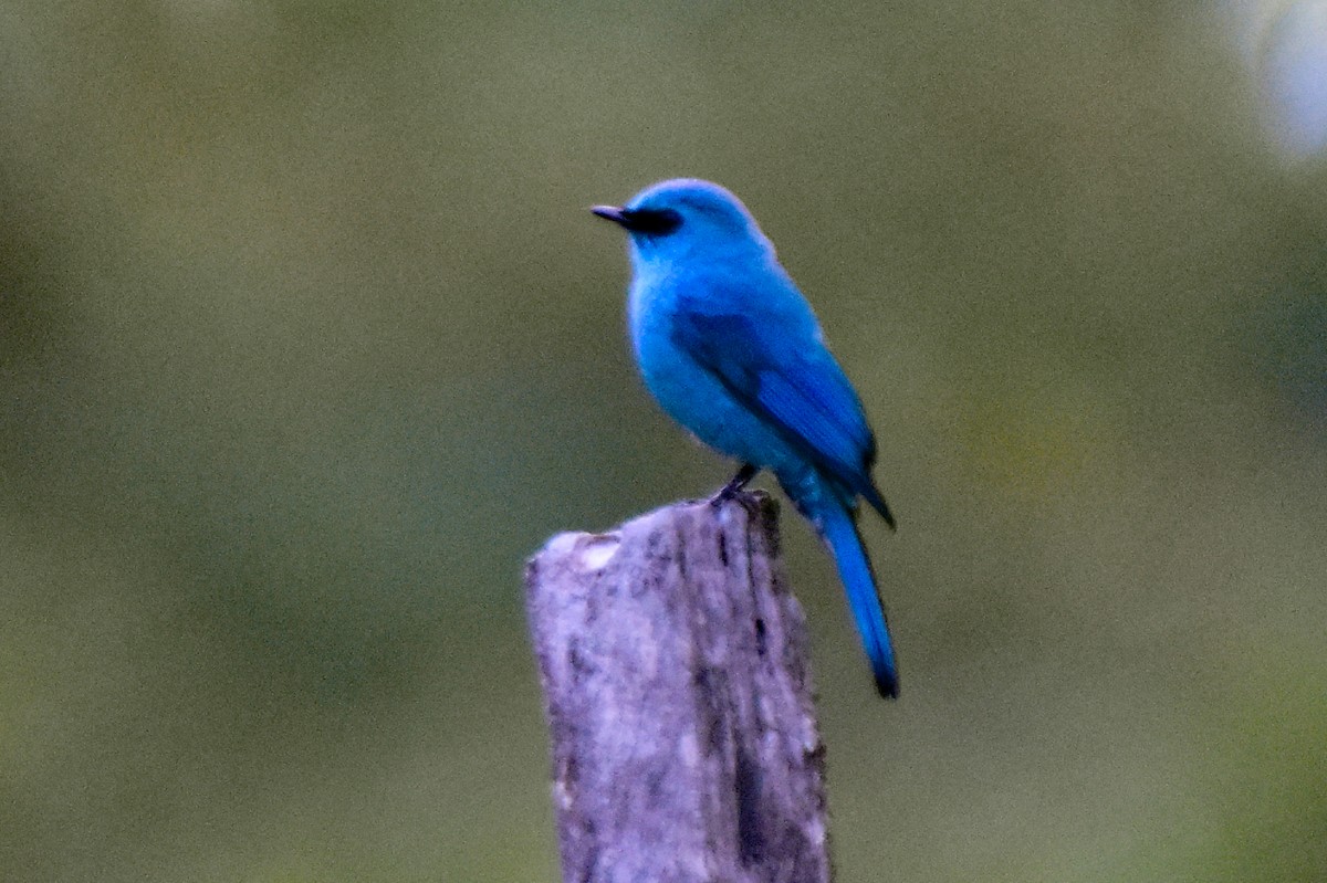 ロクショウヒタキ - ML647134466