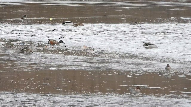 コガモ（亜種 アメリカコガモ） - ML647134467