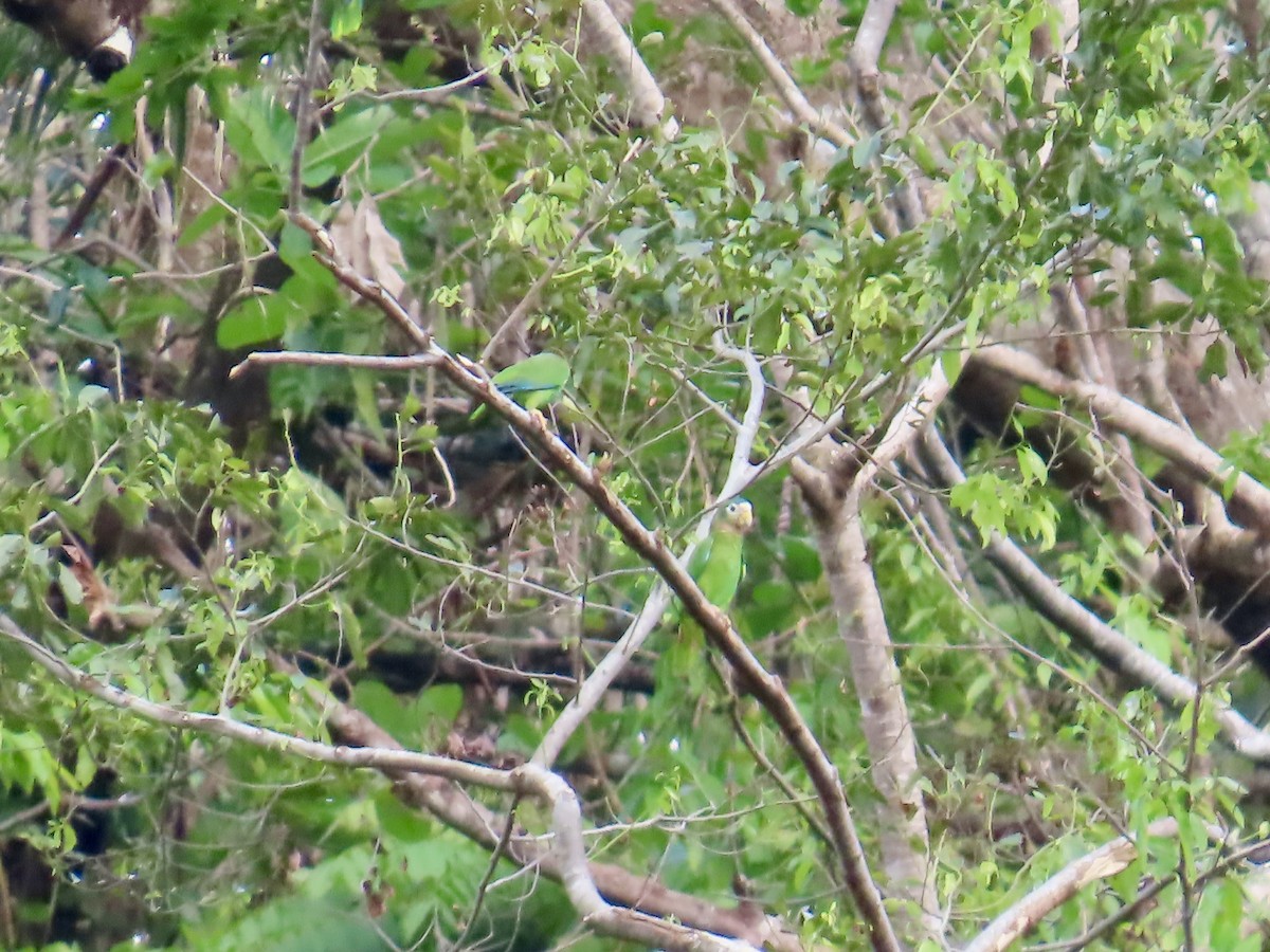 エリマキボウシインコ - ML647134468