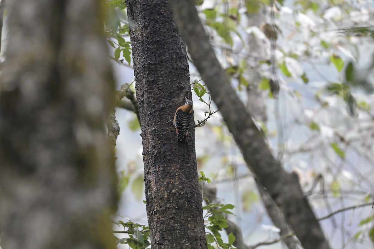 Rufous-bellied Woodpecker - ML647134475
