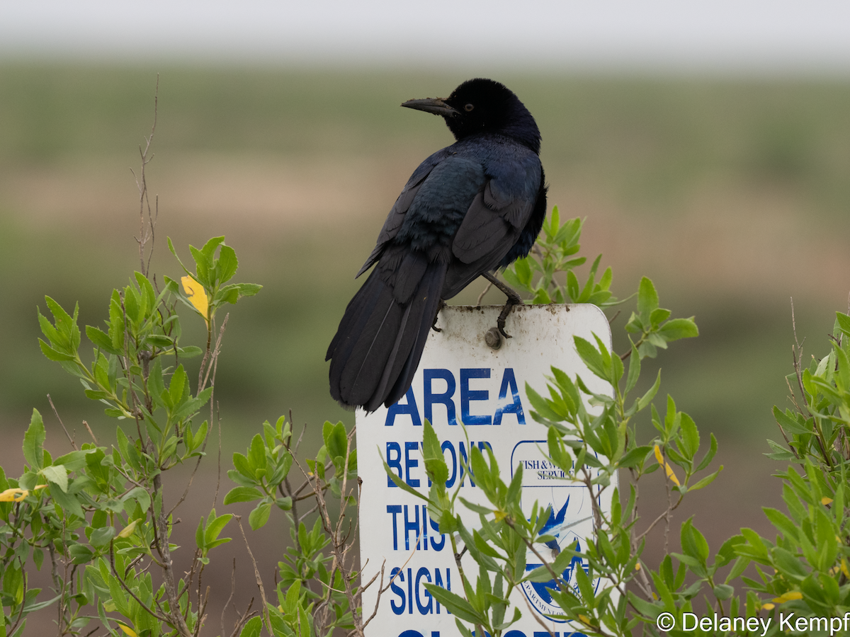 Boat-tailed Grackle - ML647134477