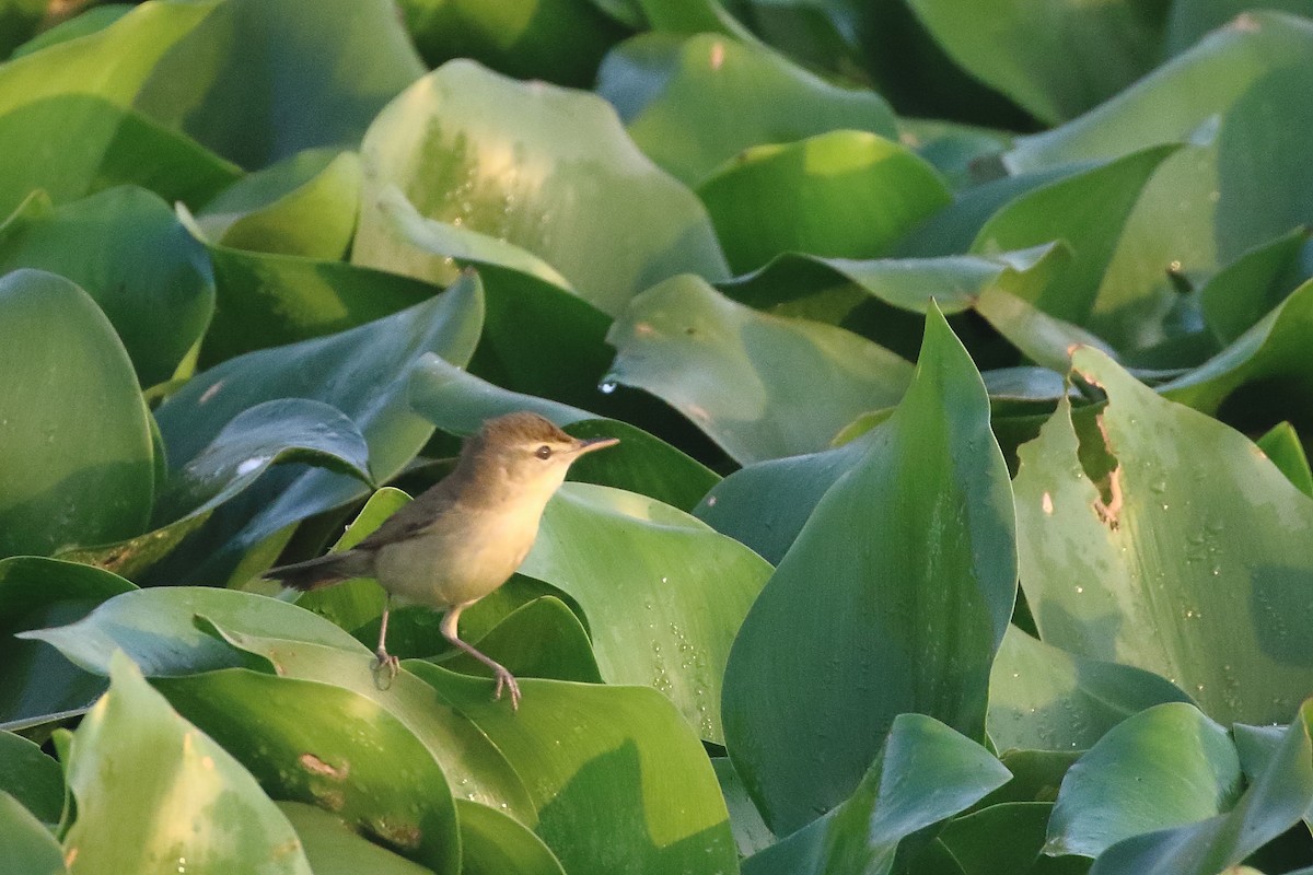Clamorous Reed Warbler - ML647134479