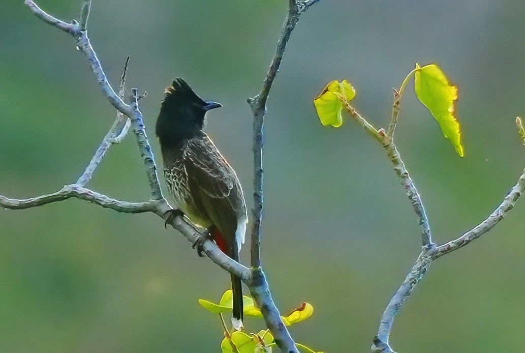 bulbul šupinkový - ML647134480