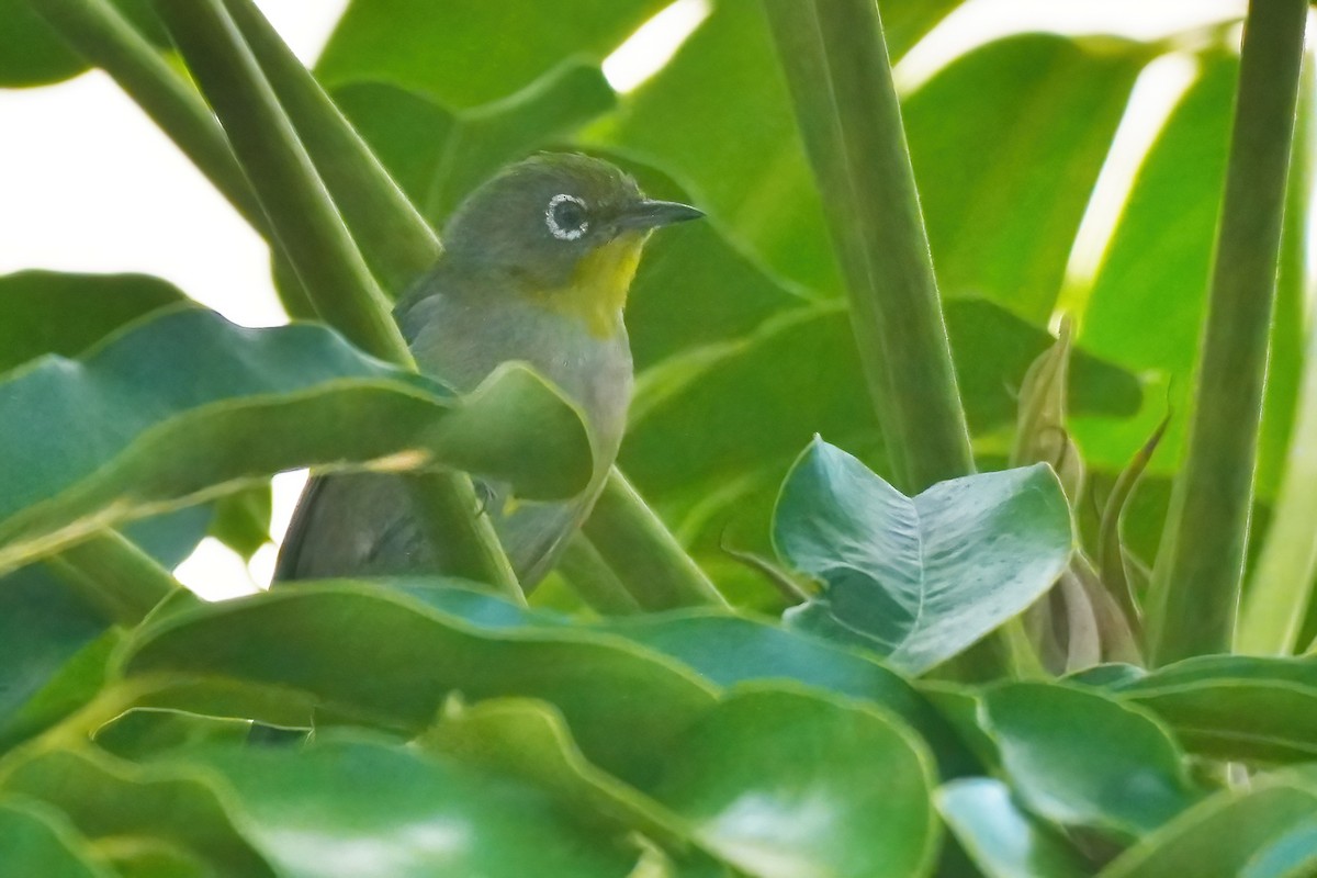 Warbling White-eye - ML647134486