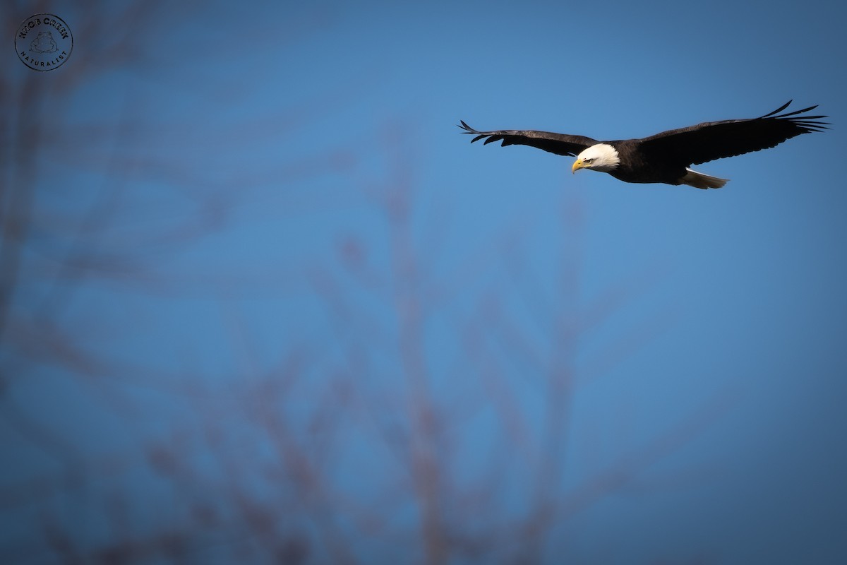 Bald Eagle - ML647134488